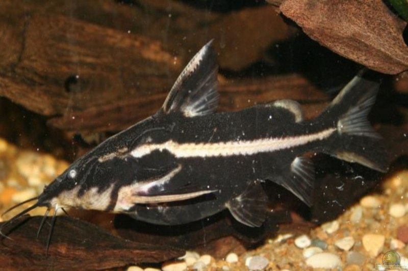 Сомик платидорас звездчатый