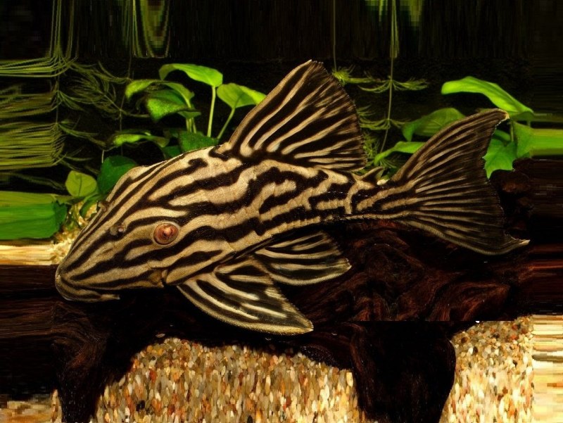 Гипанциструс Зебра аквариумная рыбка