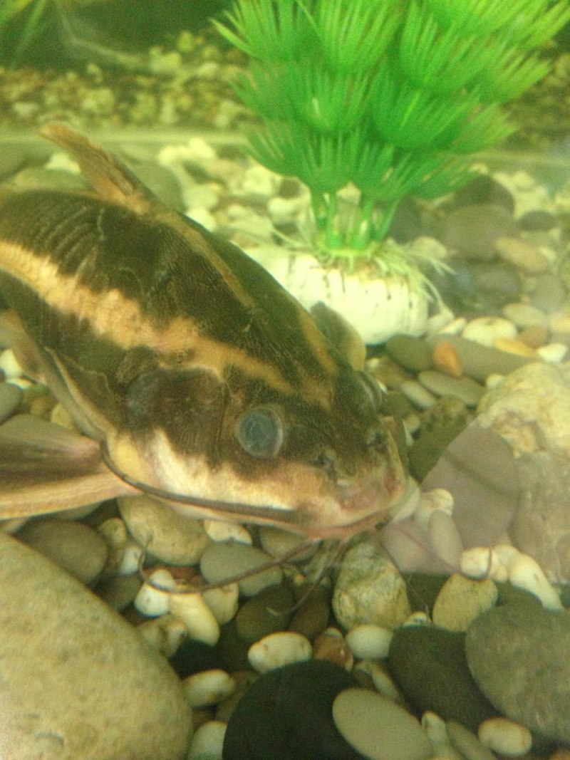 Рыбка платидорас полосатый