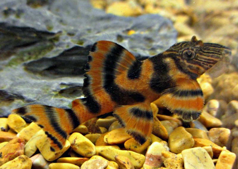 Тигровый сомик аквариумный