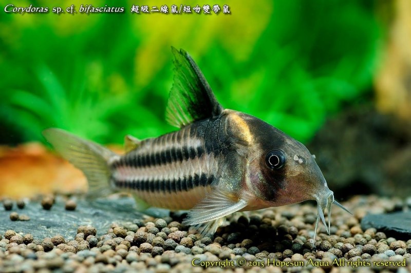 Сом угрехвостый полосатый