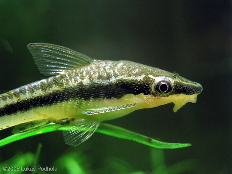Platydoras Catfish
