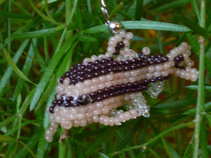 Звездчатый сомик агамиксис