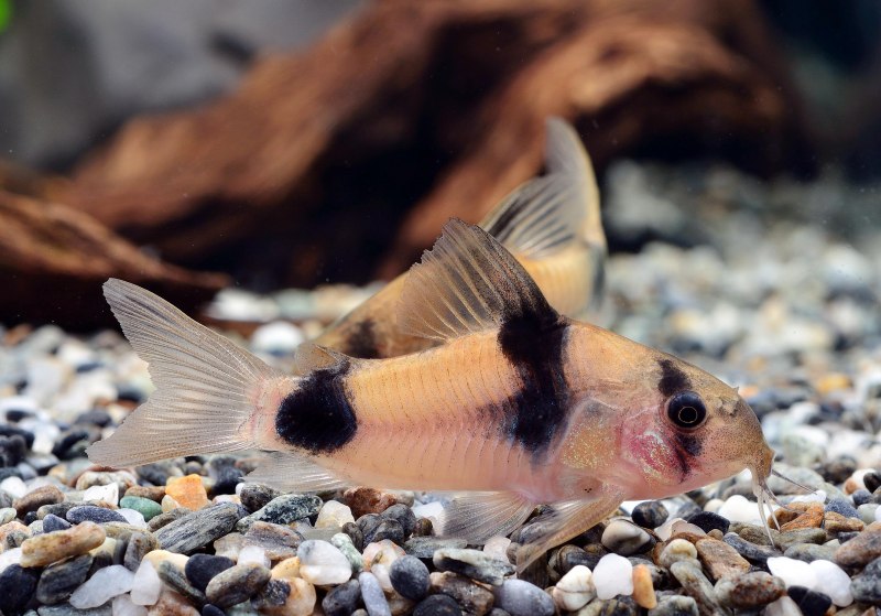 Рыба панамская стурисома