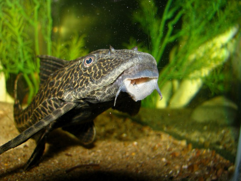 Укрытие в аквариуме для сомиков платидорас