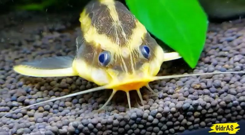 Сомик платидорас болезни