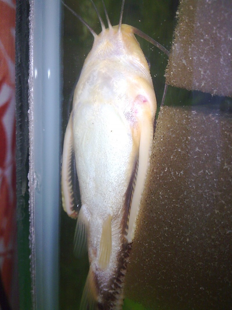 Сомик Плекостомус