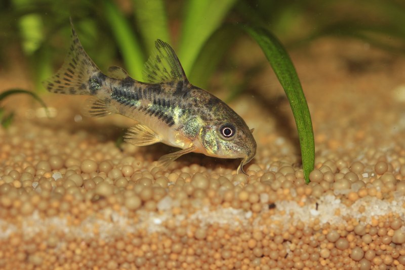 Сомик синодонтис