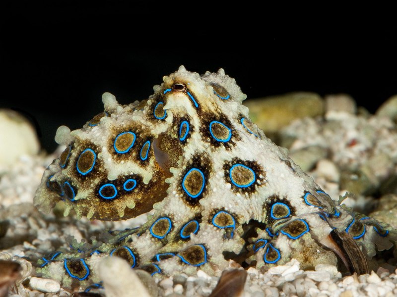 Сине кольчетый осм5ног