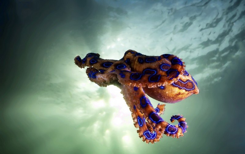 Синекольчатый осьминог