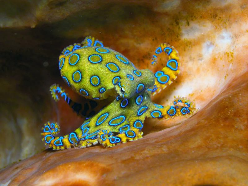 Синекольчатый осьминог