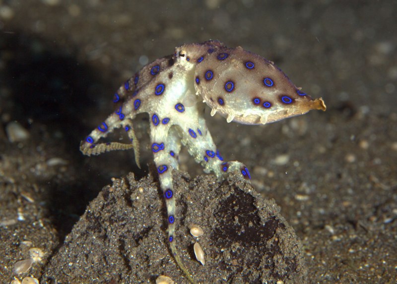 Голубой кольчатый осьминог
