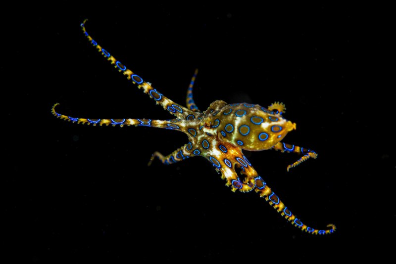 Синекольчатый осьминог