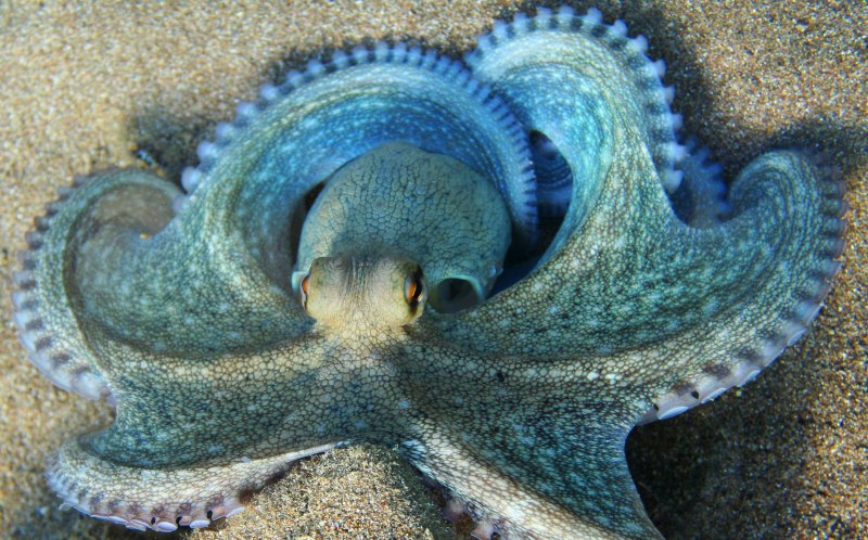 Медуза ночесветка