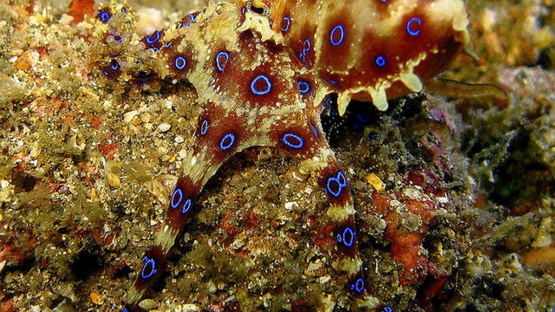 Синекольчатый осьминог Австралия