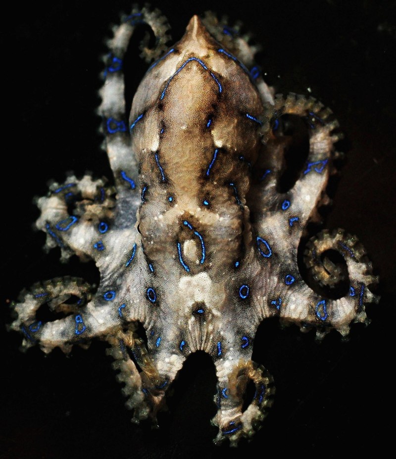 Мимикрирующий индонезийский осьминог