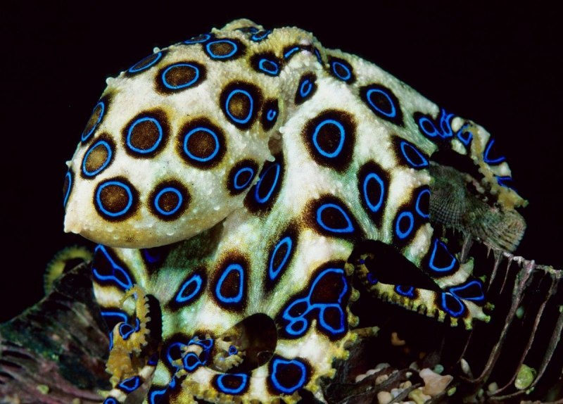 Сине кольчетый осм5ног