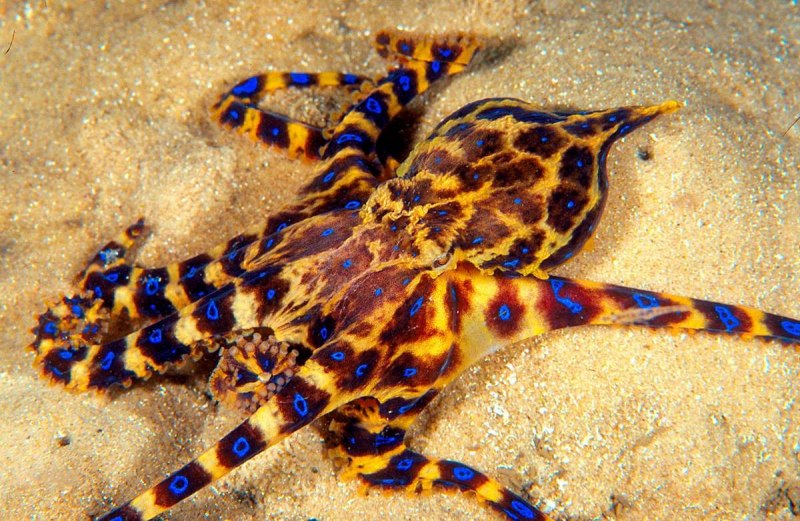 Синекольчатый осьминог Австралия