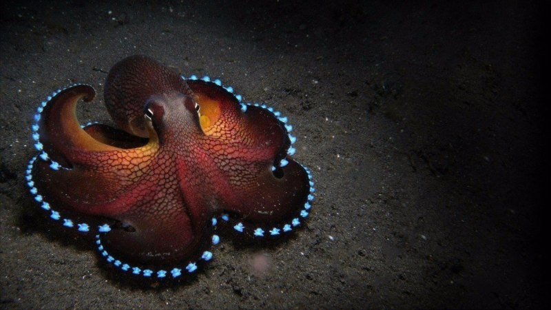 Морской Голожаберный моллюск