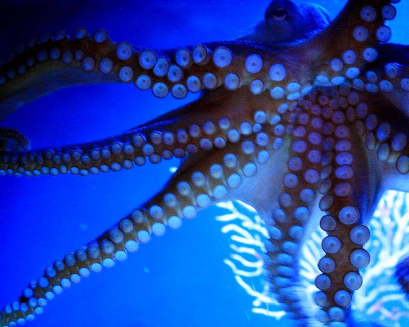 Головоногие моллюски хищники