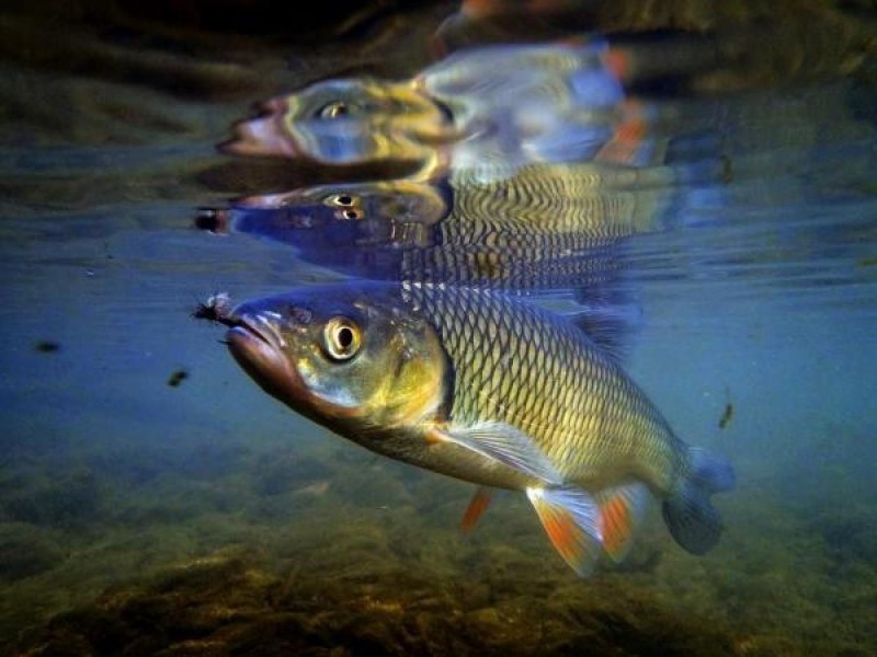 Голавль рыба фото