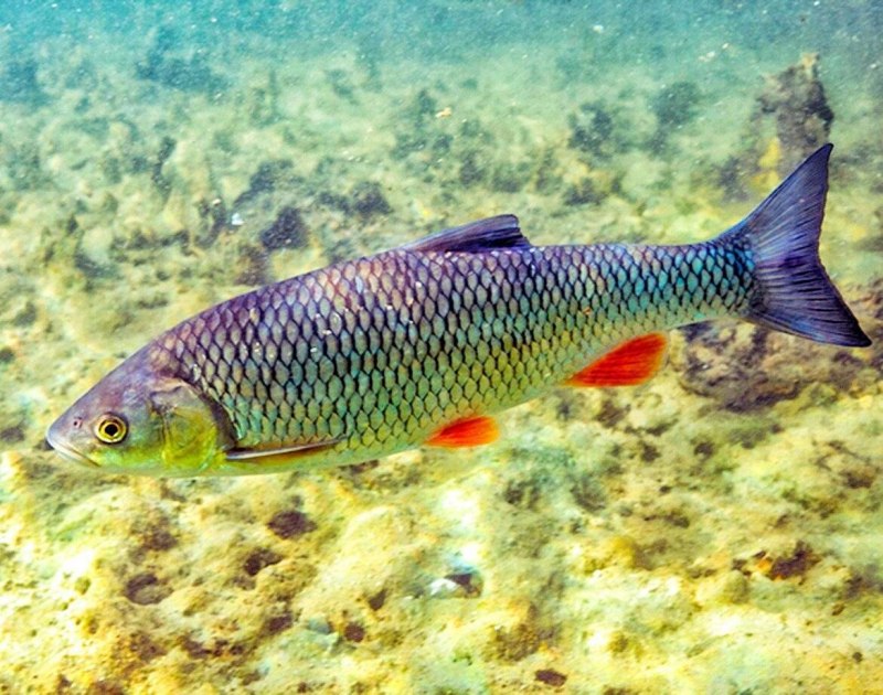 Речная рыба голавль