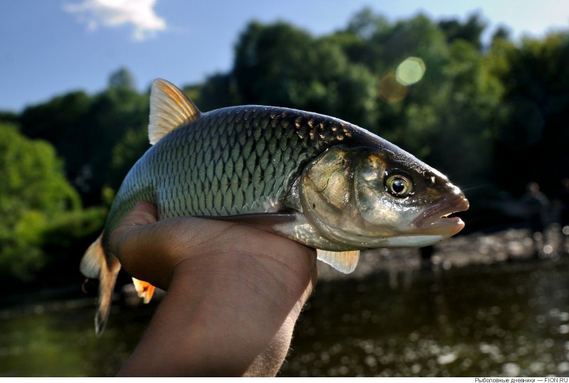 Голавль (Leuciscus cephalus)