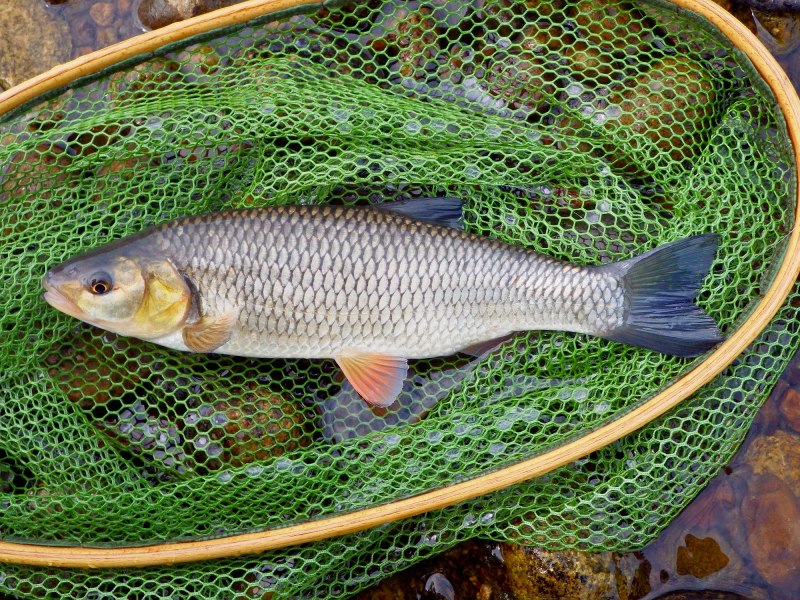 Голавль Squalius cephalus