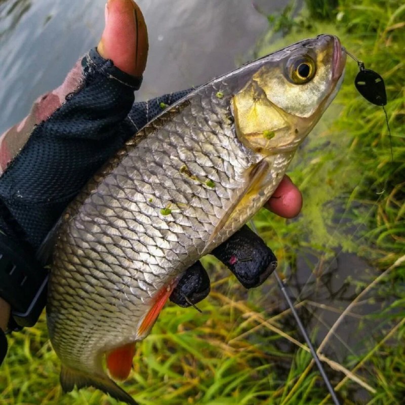 Афипский голавль