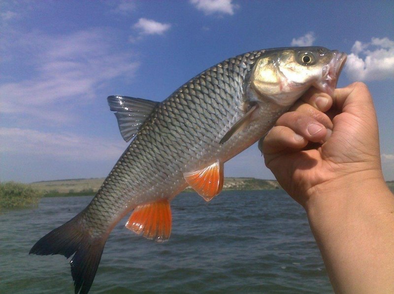 Головань рыба