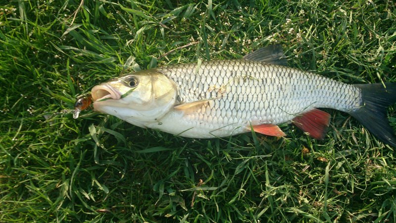 Голавль (Leuciscus cephalus)