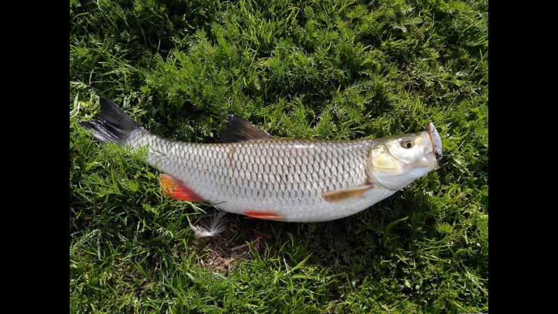 Речная рыба голавль