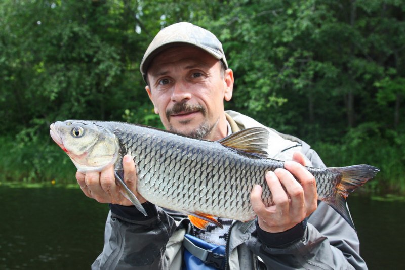 Голавль Squalius cephalus