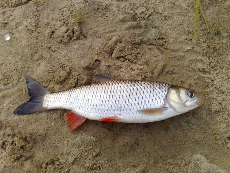 Голавль (Leuciscus cephalus)