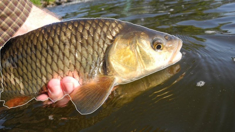 Головань рыба