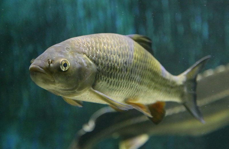 Голавль Squalius cephalus