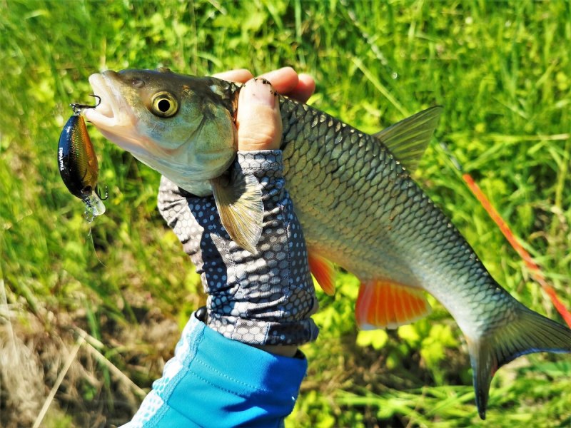 Голавль (Leuciscus cephalus)