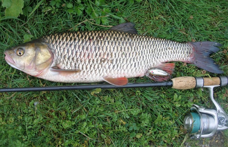 Голавль в Ленинградской области