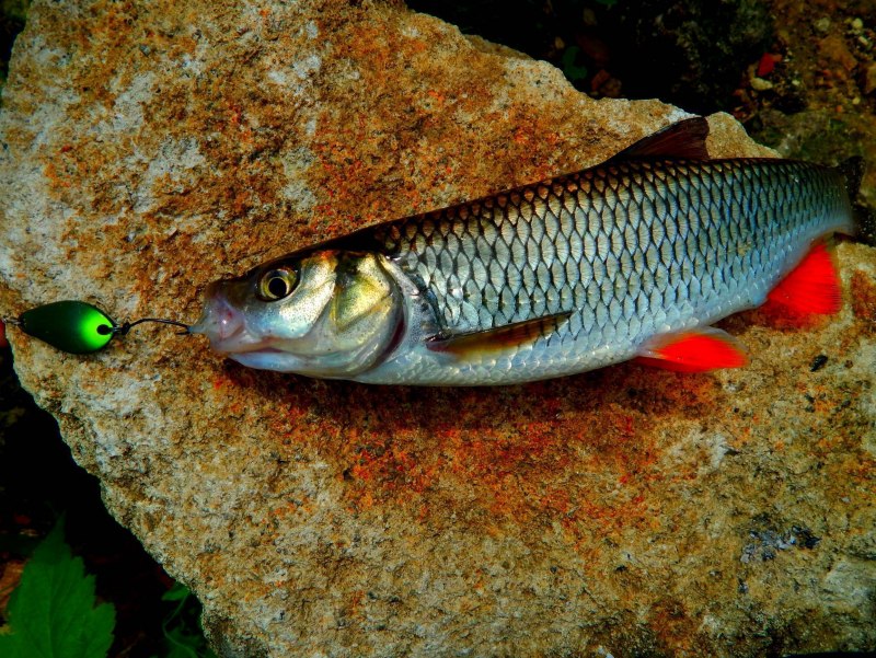 Головань рыба