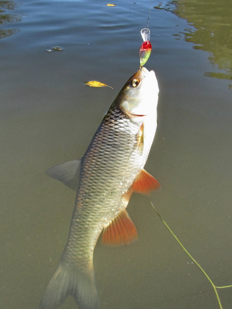 Голавль рыба большая