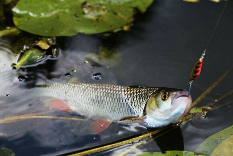 Голавль Черноморский