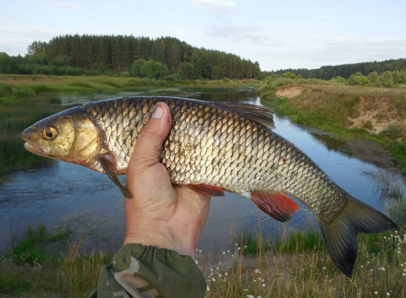Голавль (Leuciscus cephalus)