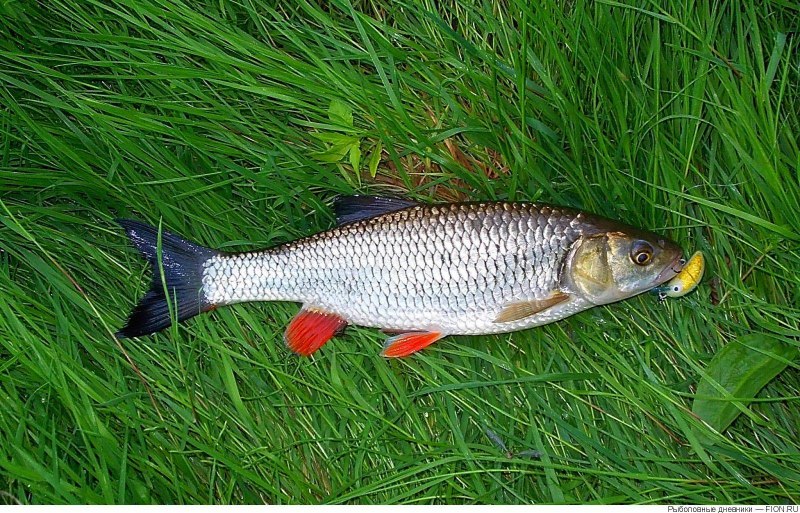 Голавль 8 кг