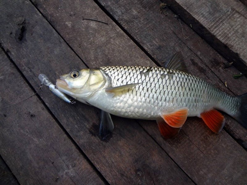 Голавль обыкновенный