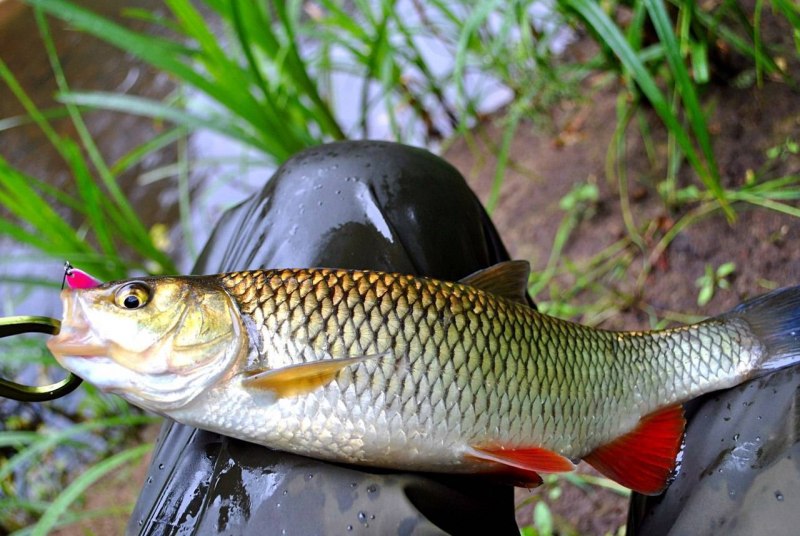 Речная рыба голавль