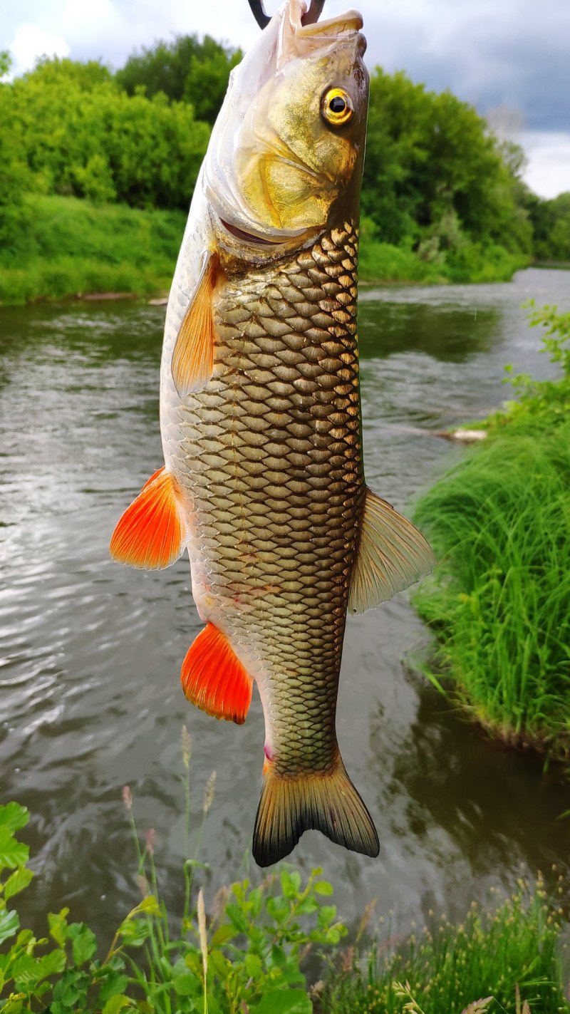 Речная рыба голавль