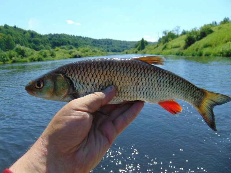 Голавль (Leuciscus cephalus)