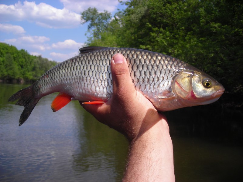 Голавль (Leuciscus cephalus)
