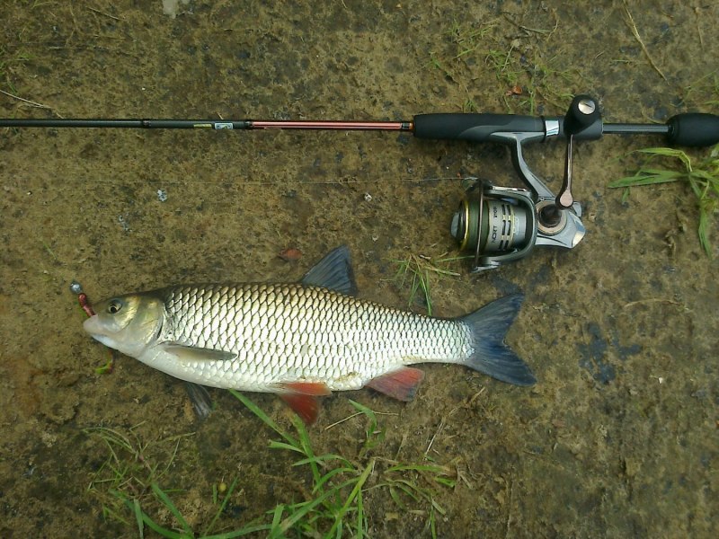 Елец и голавль