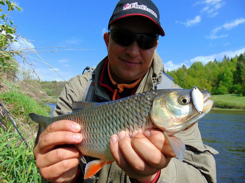 Англия голавль